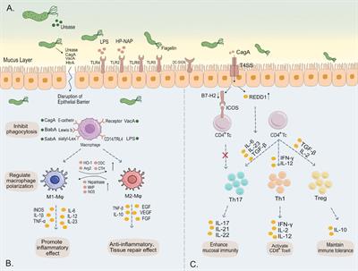 Strategies of Helicobacter pylori in evading host innate and adaptive immunity: insights and prospects for therapeutic targeting
